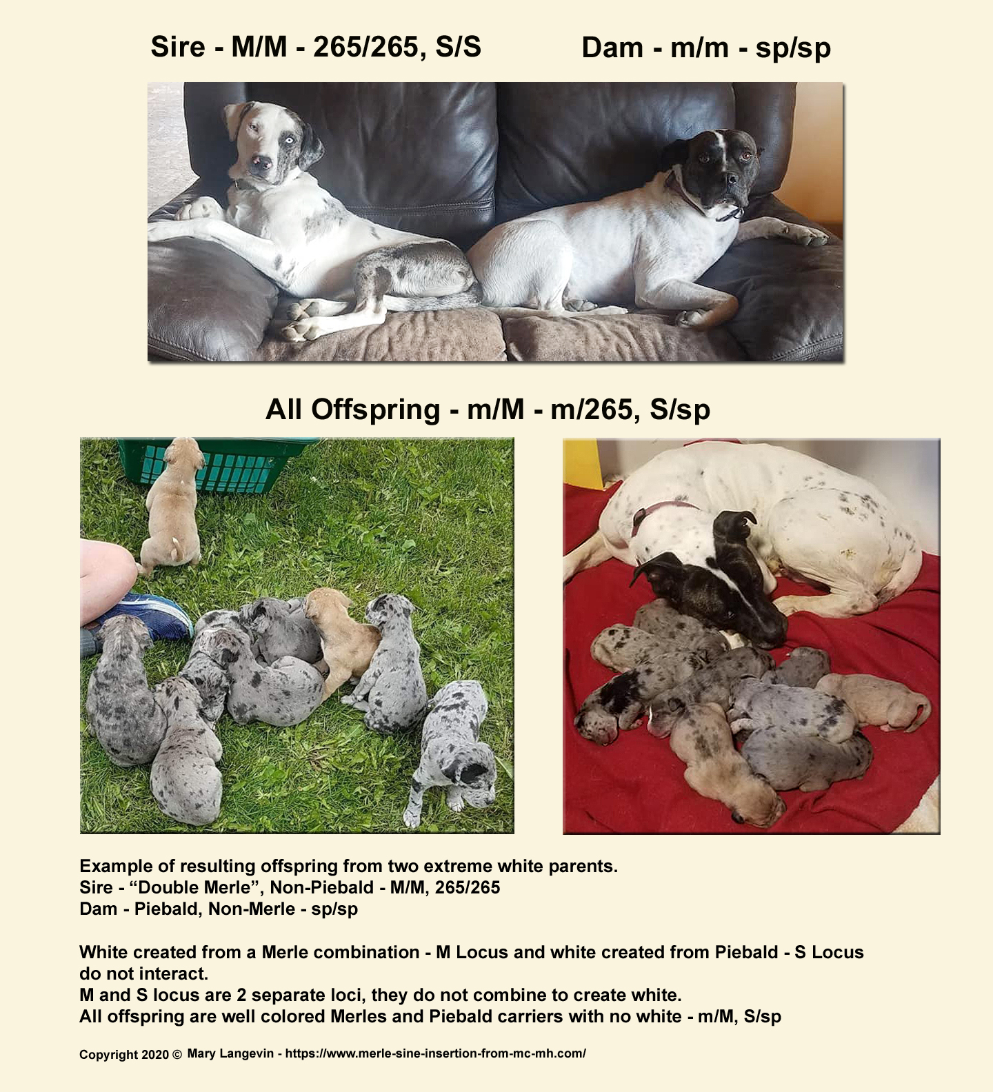 Educational Charts And Diagrams Merlesineinsertionfrommcmh